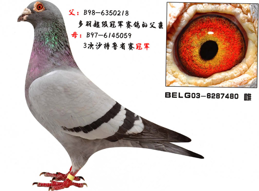 乔斯·佛卡门"潘特"直孙女