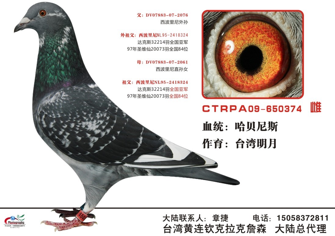 台湾明月哈贝尼斯(仅供欣赏)