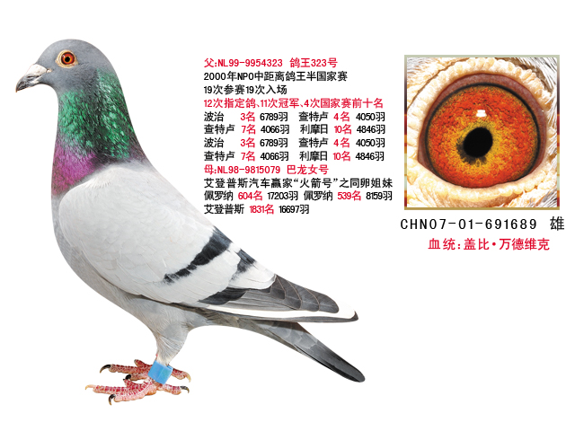 万德维克_北京万军鸽舍_ ag188.com爱鸽商城_中国信鸽信息网