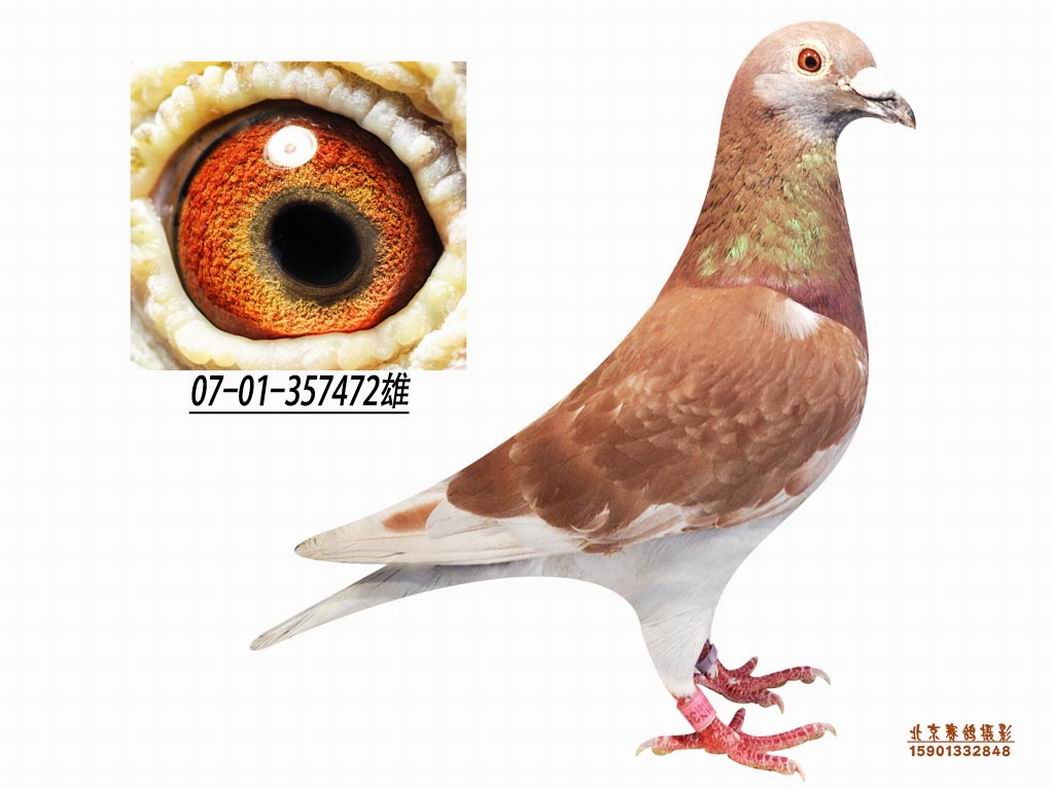 红阿比_北京天际彩虹鸽舍_ag188.com爱鸽商城_中国信鸽信息网