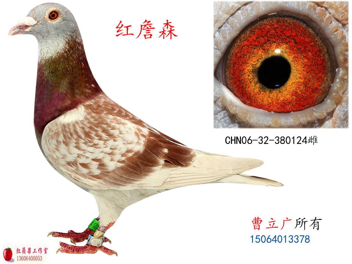 红詹森种雌_鑫广源鸽业_ ag188.com爱鸽商城_中国信鸽信息网