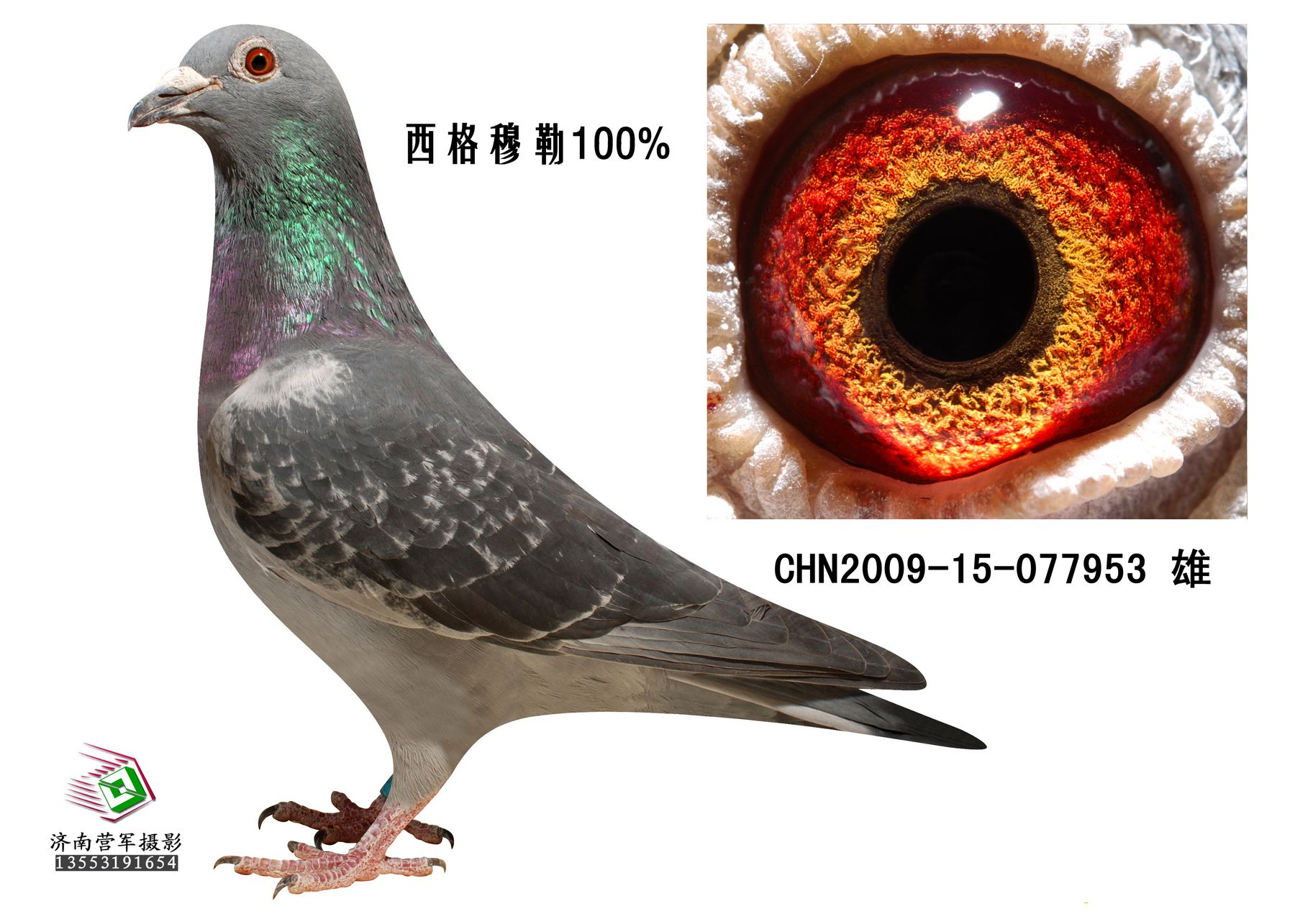 西格穆勒_凯旋兄弟鸽舍-中信网爱鸽商城