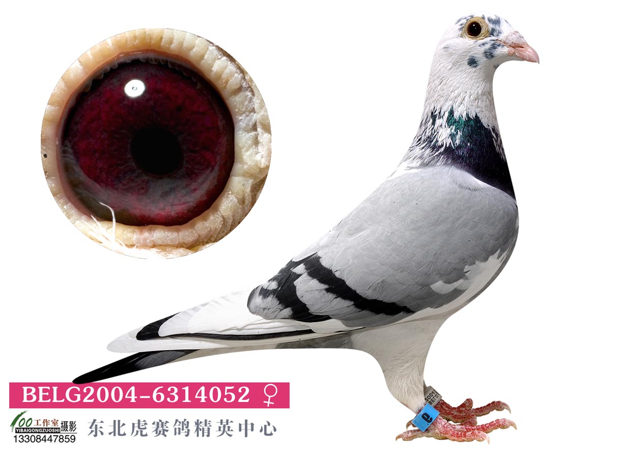 花头玛佩尔_东北虎赛鸽精英中心_ ag188.com爱鸽商城_中国信鸽信息网