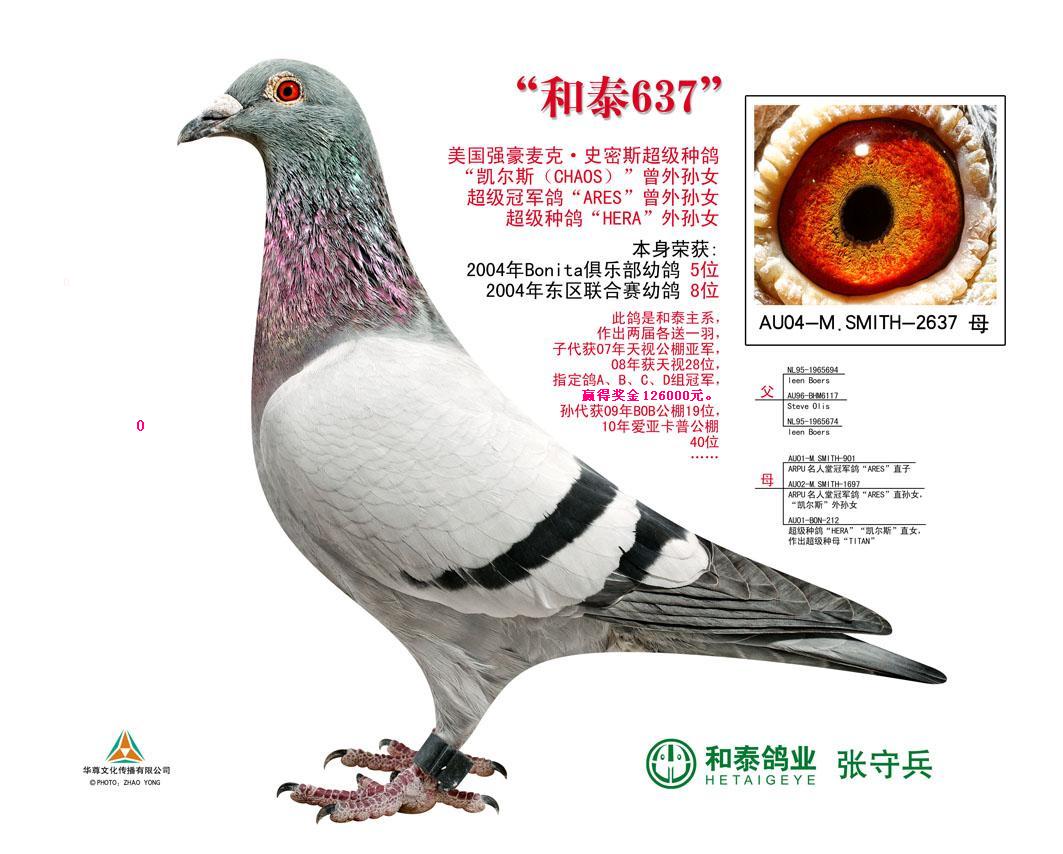 和泰637_安徽和泰张守兵-中信网爱鸽商城