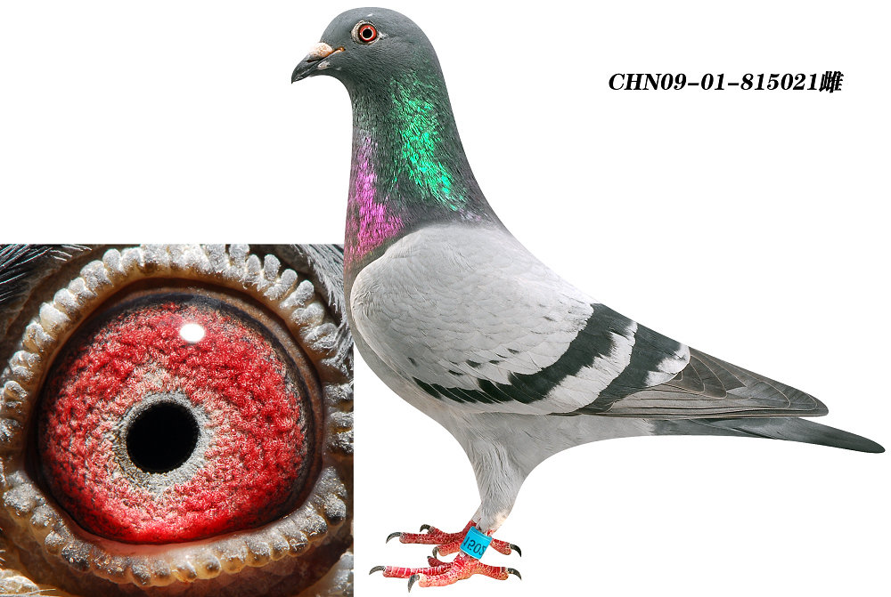 凡龙金母直孙女 国家幼鸽赛7名