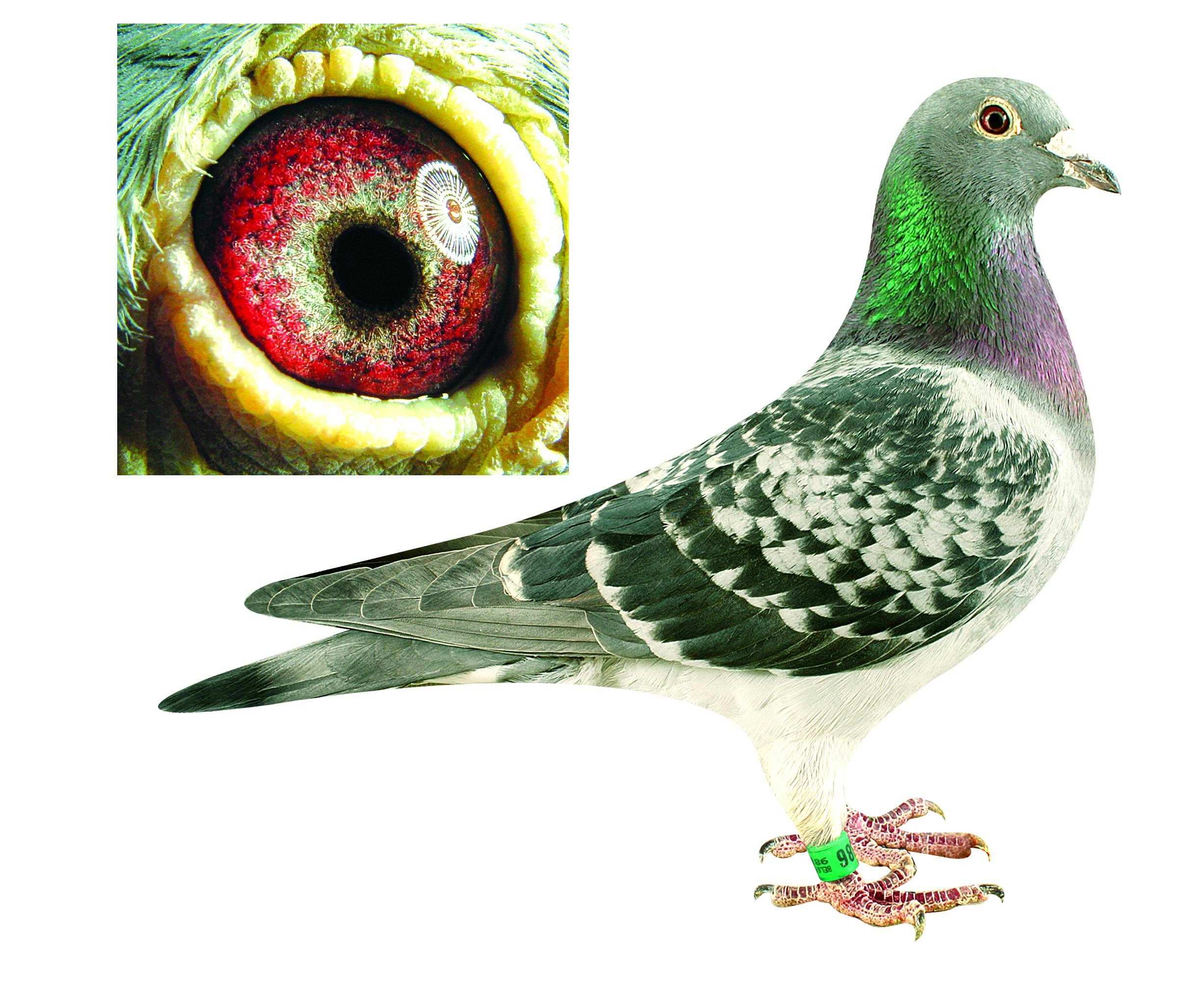 戈马利秃头199近亲直系