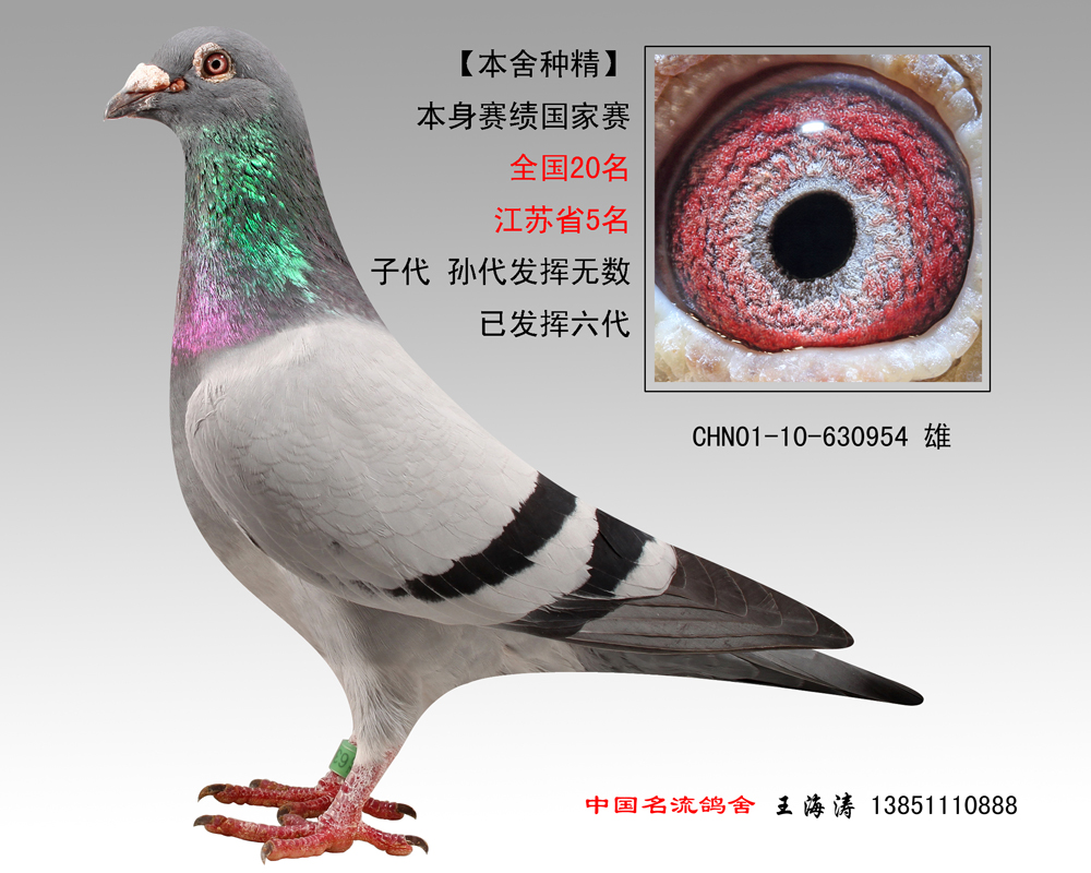 特留种鸽954【已转让天津鸽友】_中国名流鸽舍_ag188.
