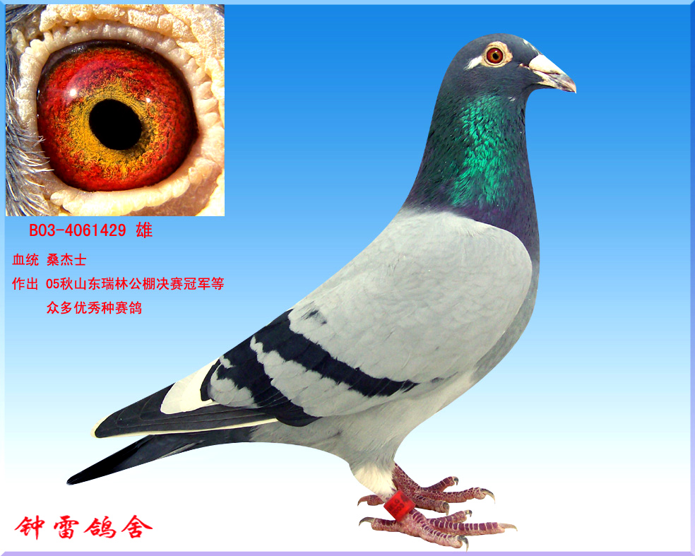 桑杰士黄金种雄_济南钟雷鸽舍-中信网爱鸽商城