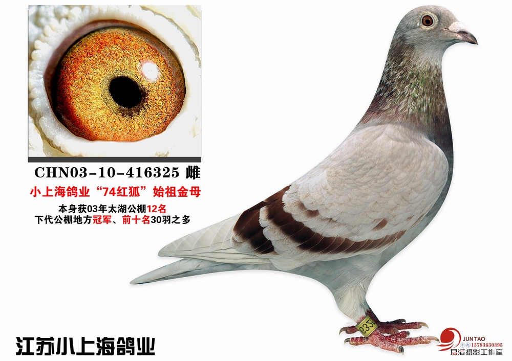 江苏小上海74红狐鼻祖金母