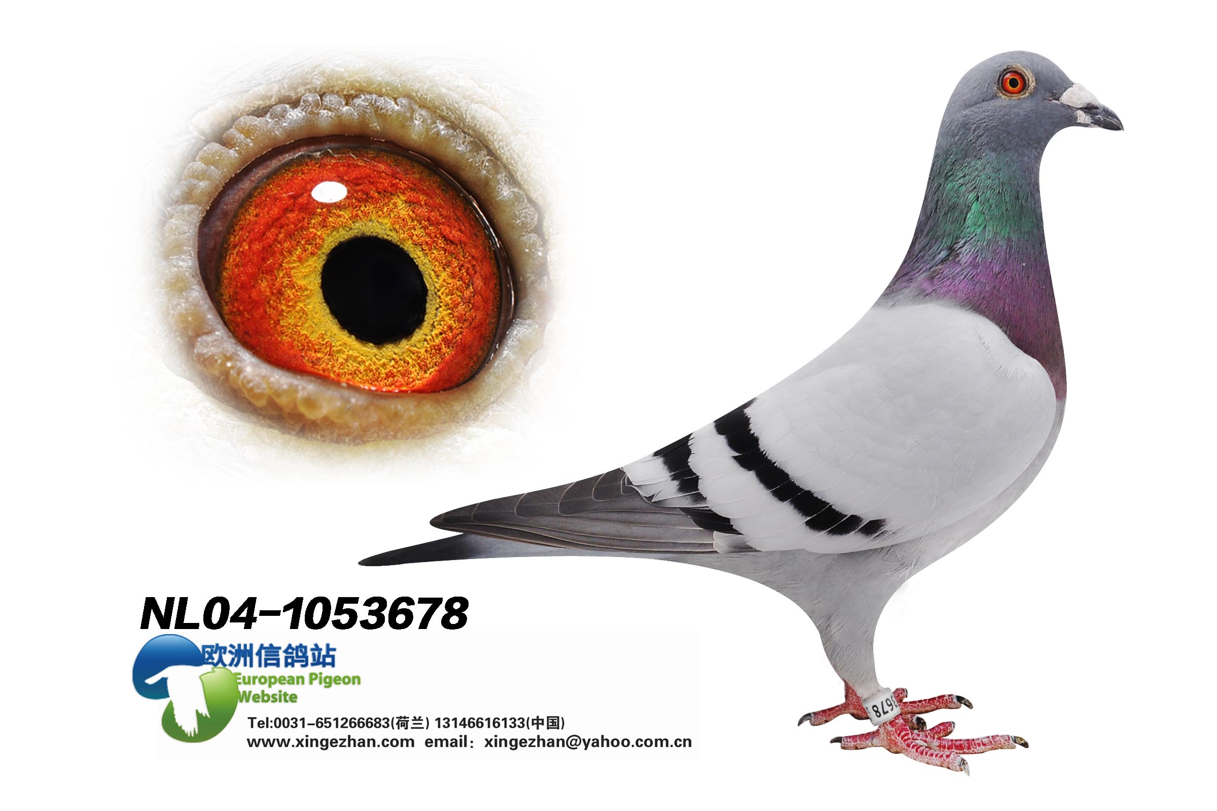 k4 斗士613玄外孙女_荷兰森林之王-布劳尔-中信网爱鸽商城