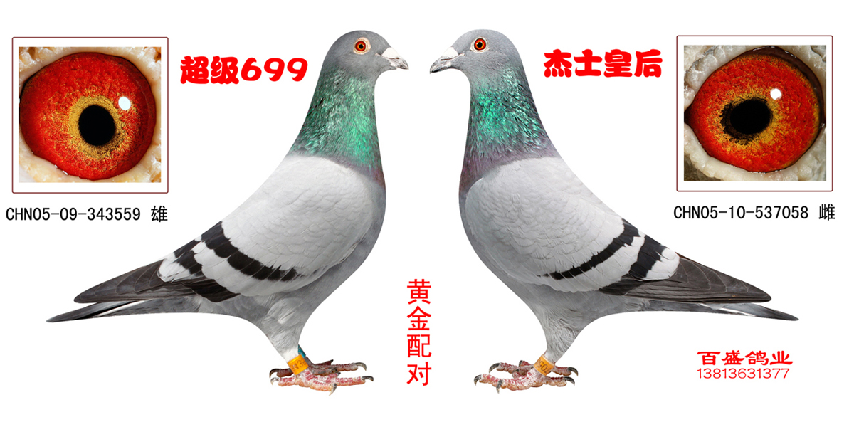 超级699配桑杰士