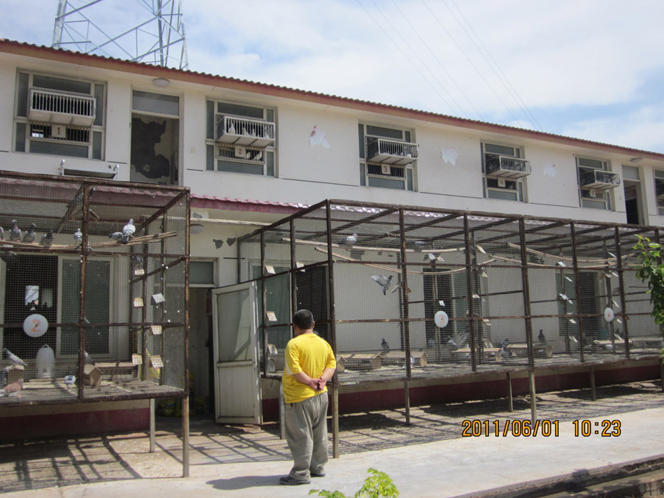 参观凯特琳种鸽基地_爱华鸽舍_中信爱鸽商城