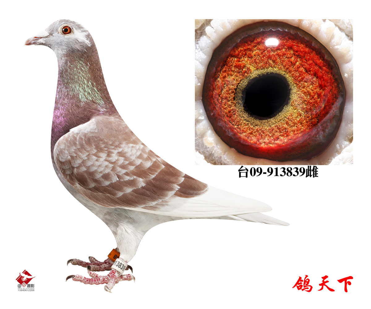 台湾鑫业集团拍卖鸽