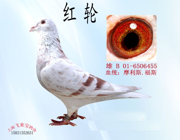 红轮