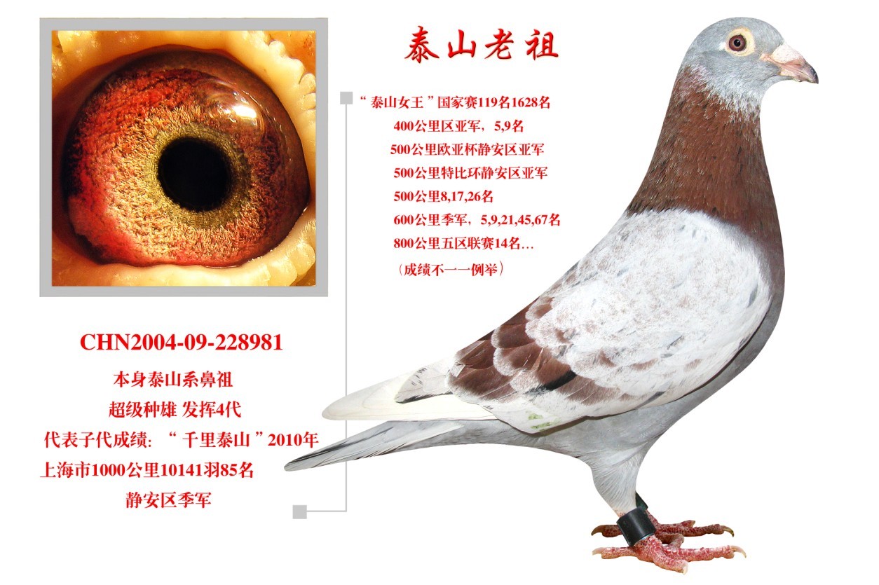 上海泰山号信鸽图片图片