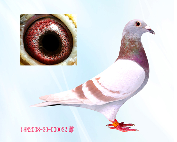 chn2008-20-000022雌 - 广西周裕军