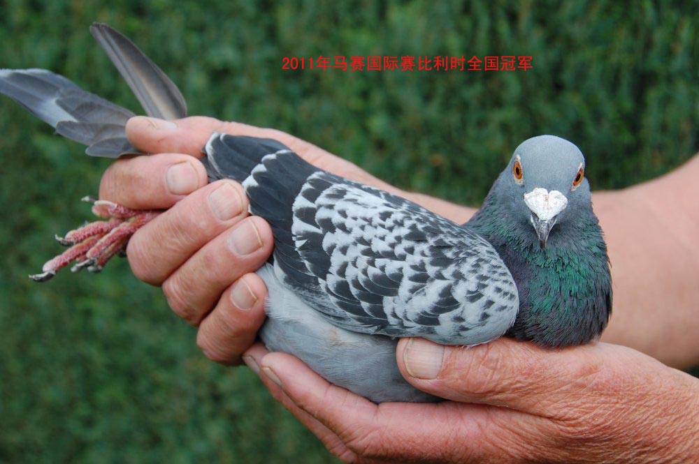 马赛比利时全国冠军马赛号