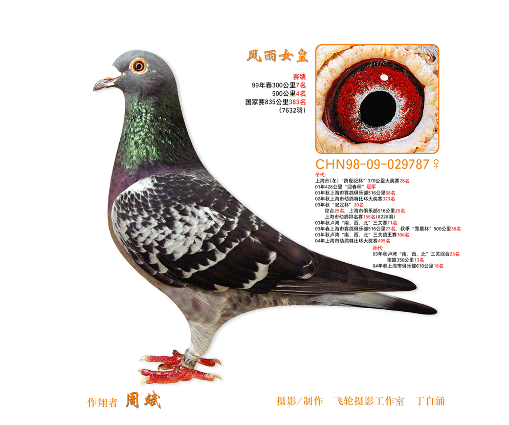 风雨小妹-上海金裕鸽舍-中信网爱鸽商城