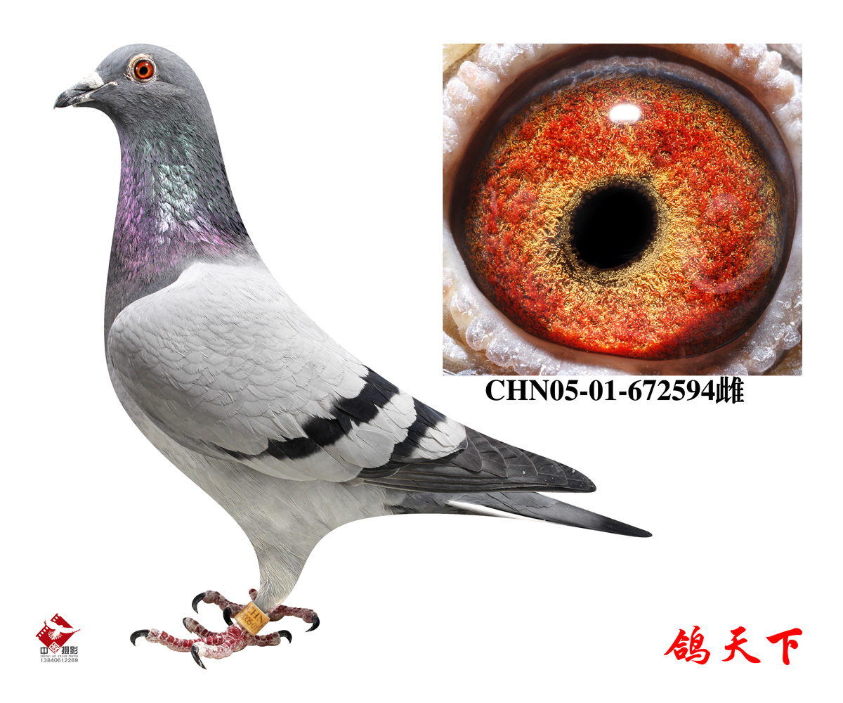 辽宁超悦鸽舍刘库拍卖鸽