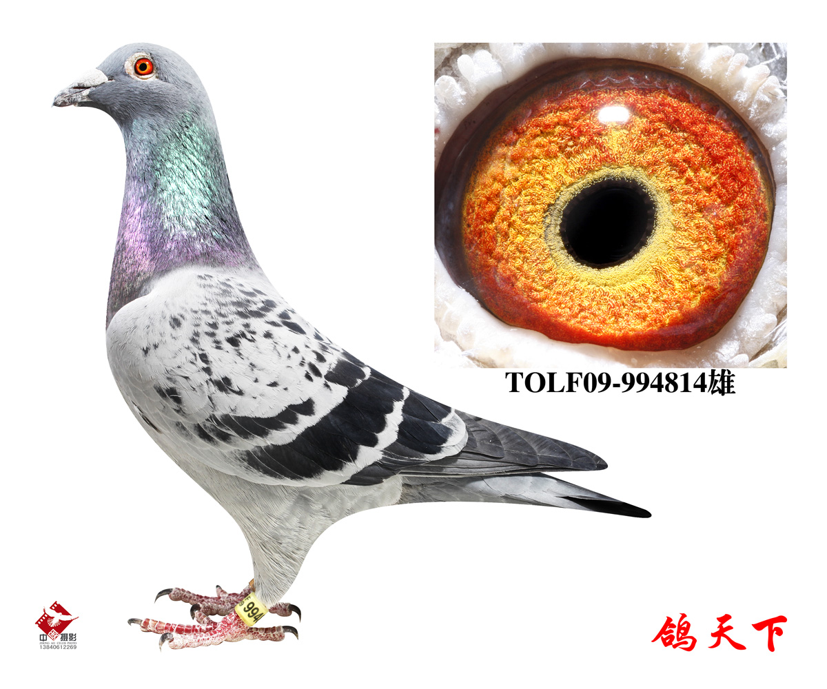 台湾鑫业集团拍卖鸽