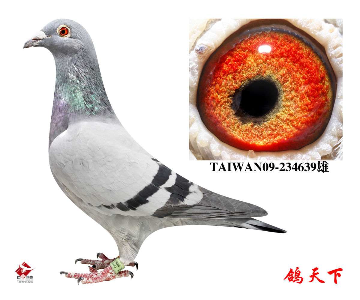 台湾鑫业集团拍卖鸽