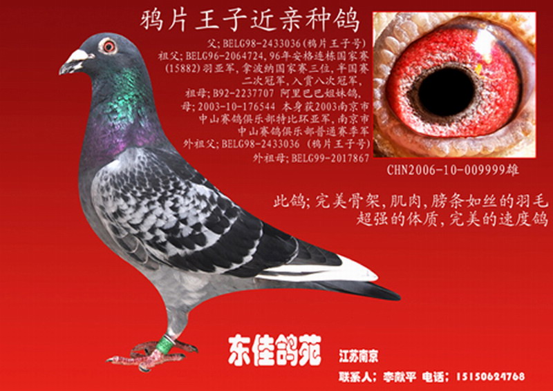 鸦片王子近亲种鸽