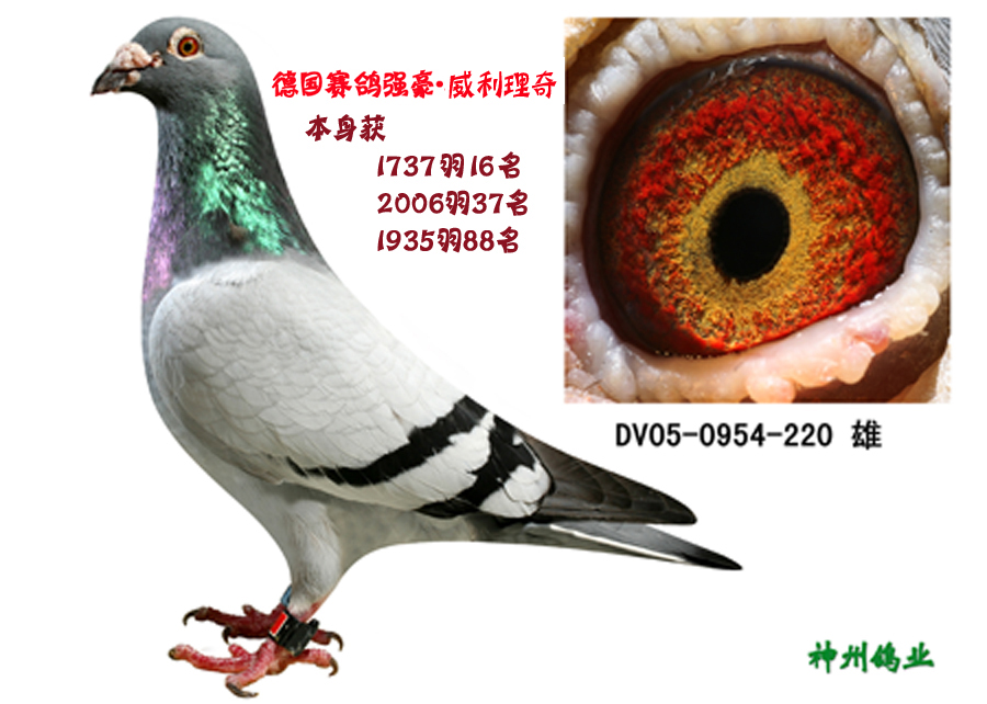 威利理奇 原舍-山东神洲鸽业-中信网爱鸽商城