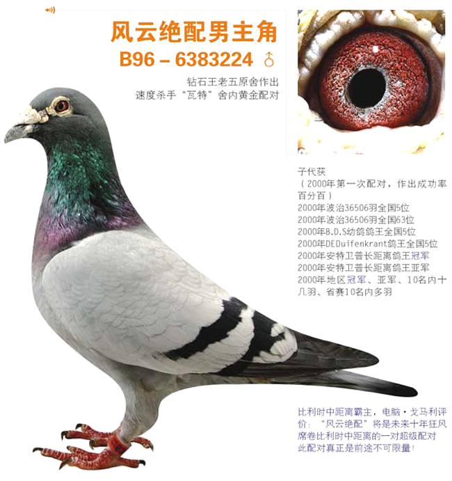 风云绝配雄_王大亮鸽舍-中信网爱鸽商城