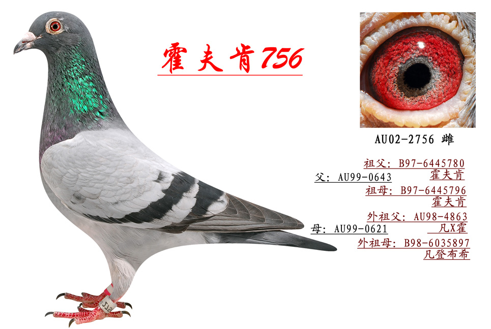 霍夫肯756_北京国顺家俱鸽舍-中信网爱鸽商城