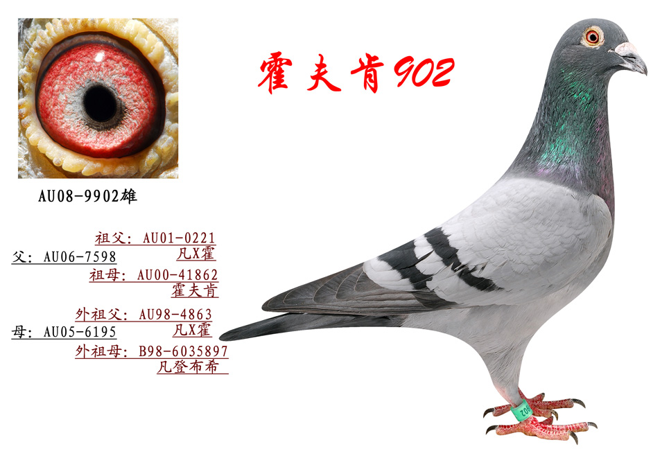 霍夫肯902_北京国顺家俱鸽舍-中信网爱鸽商城