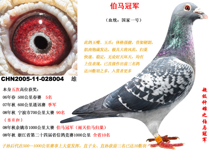 "国家一号"之父(伯马冠军)_华联鸽业-中信网爱鸽商城