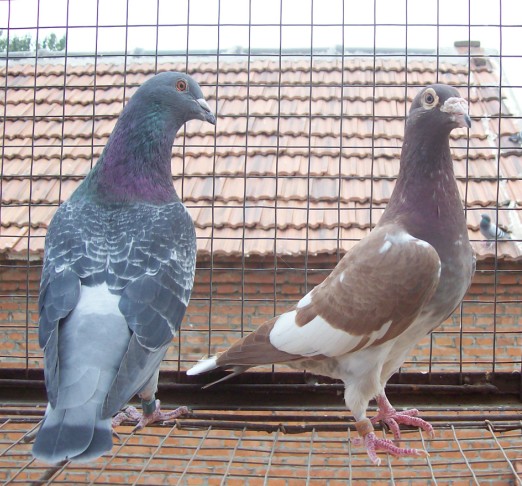 凤凰898_济南钟雷鸽舍_ ag188.com爱鸽商城_中国信鸽信息网