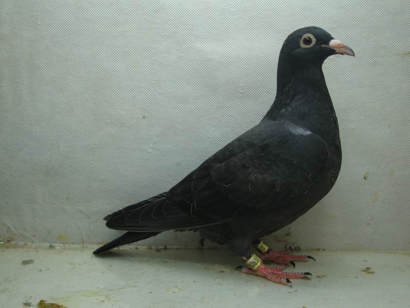 黑波拉5000(已售出)