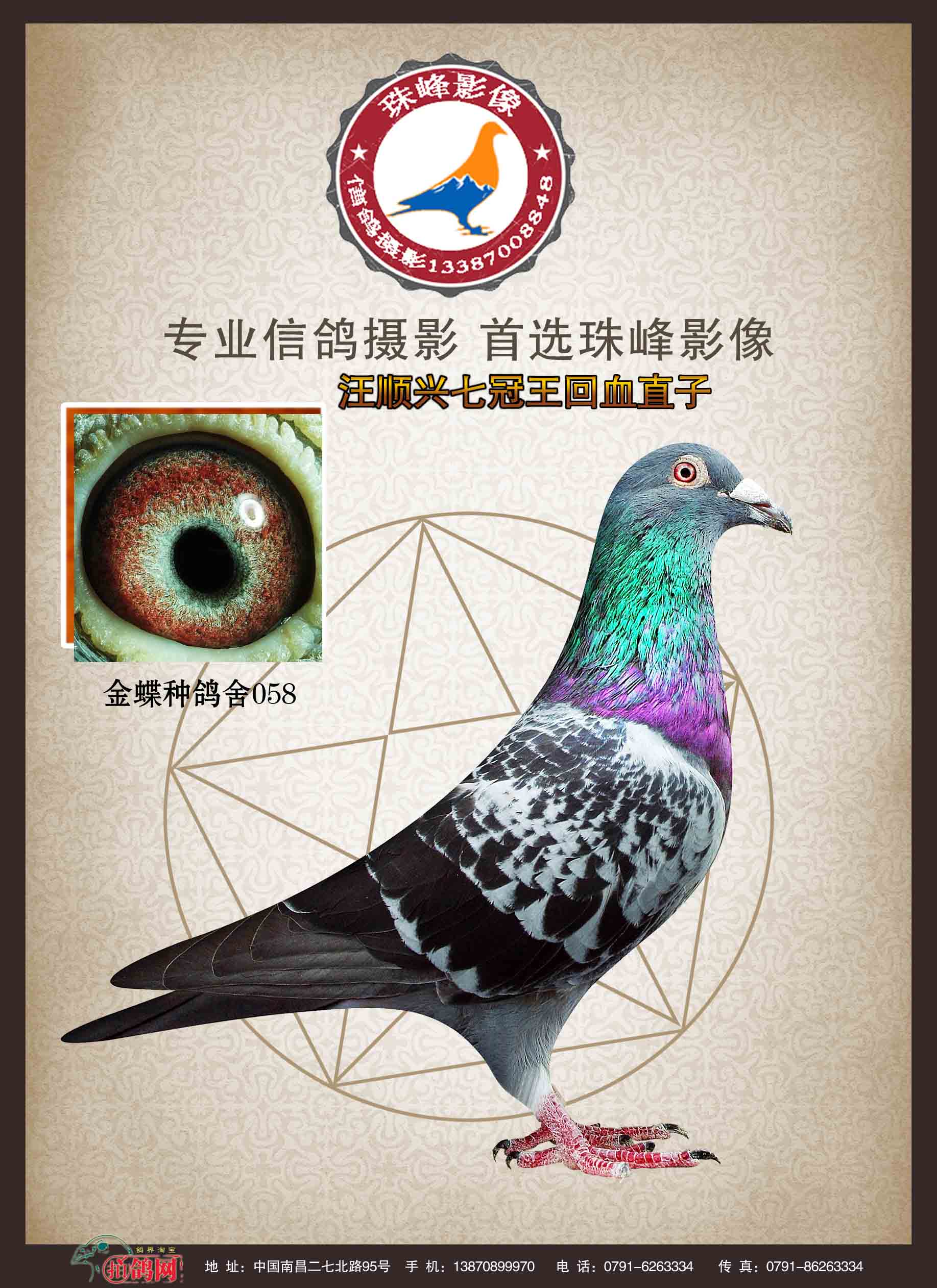 信鸽特征