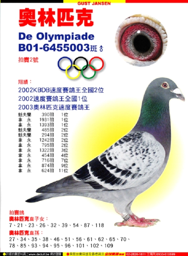 奥林匹克003信鸽图片图片