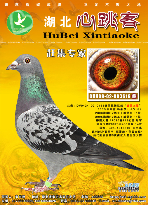 德国2次鸽王一位直女