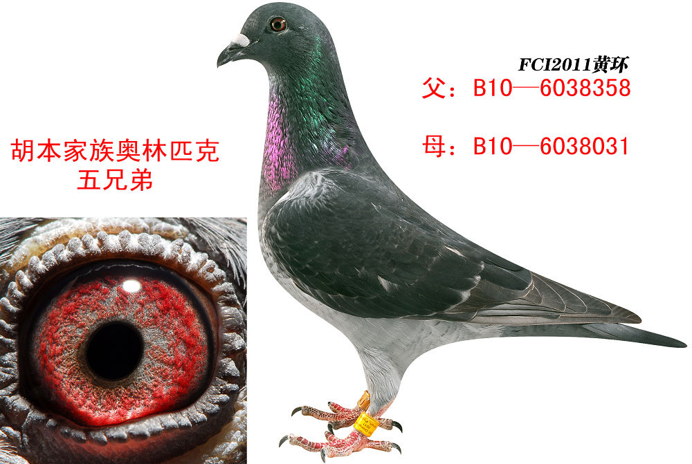 胡本奥林匹克五兄弟黄环_北京万军鸽舍_ ag188.