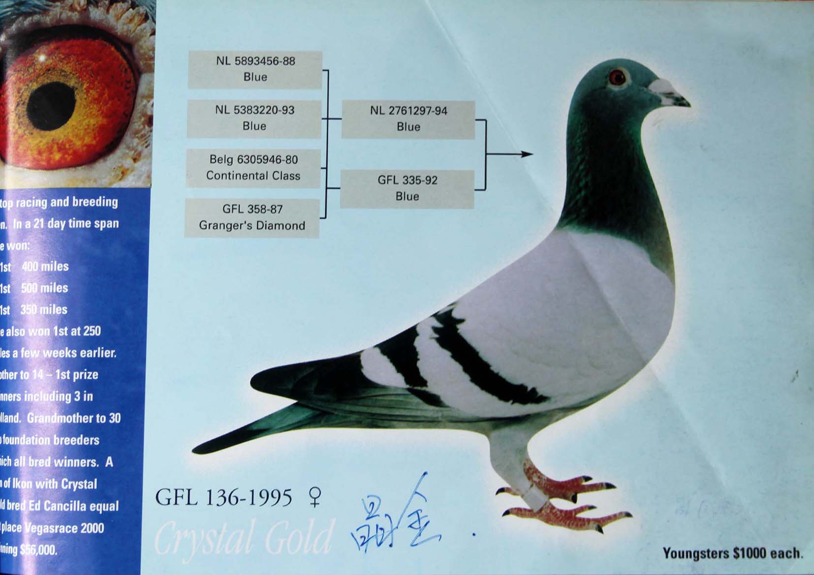 甘纳斯原棚道波x晶金直女