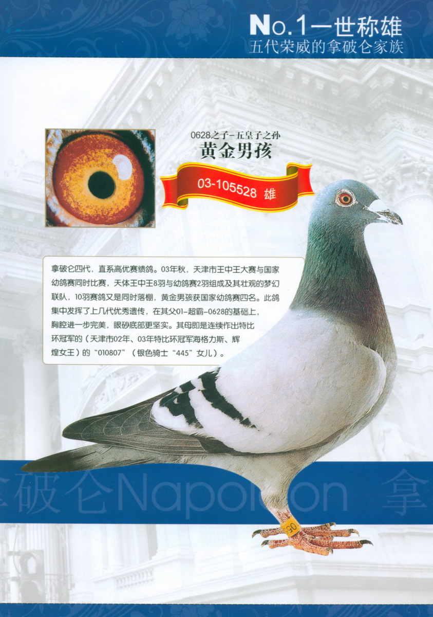 黄金男孩 03-105528