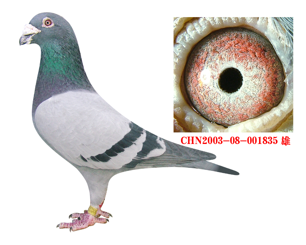 霍夫肯最佳直子之一_龙翔轩鸽舍_ ag188.com爱鸽商城_中国信鸽信息网