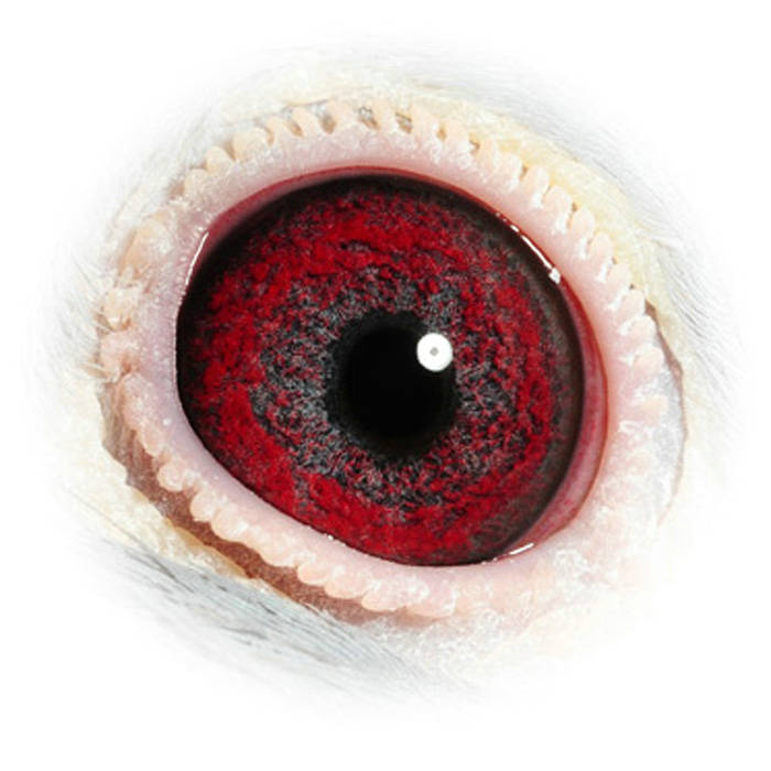 胡本大名鸽"宇宙号"直女"维维纳"