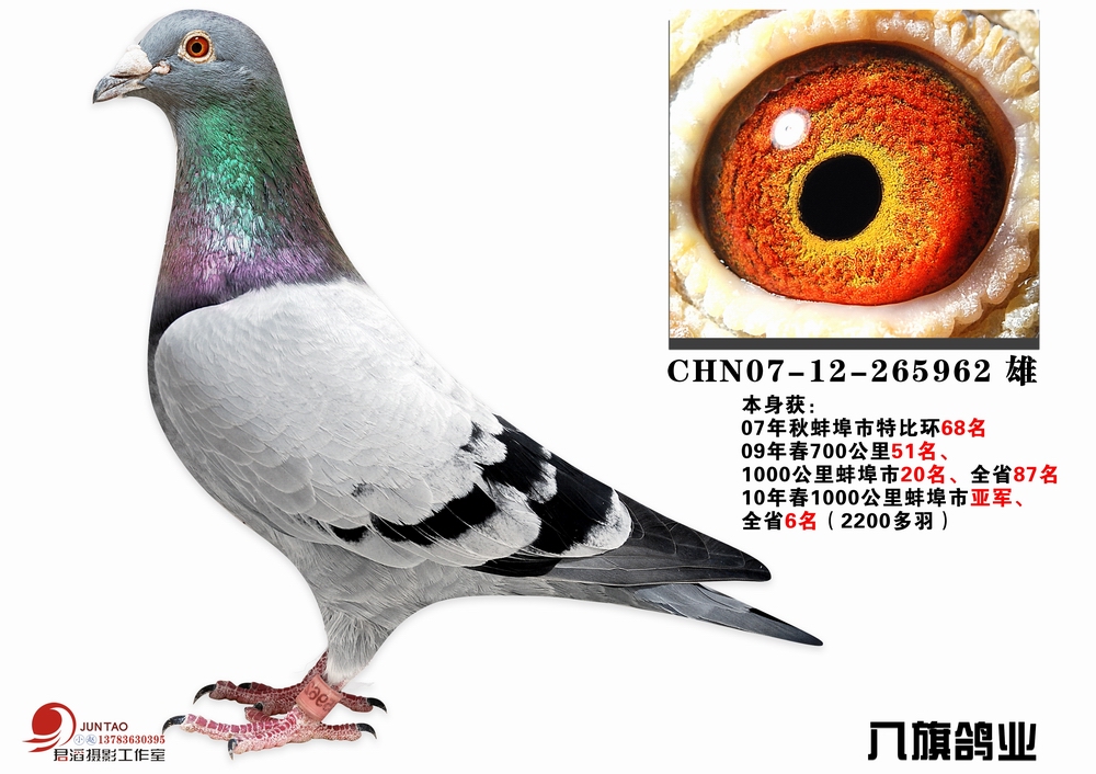 甘纳斯_八旗鸽业_ ag188.com爱鸽商城_中国信鸽信息网