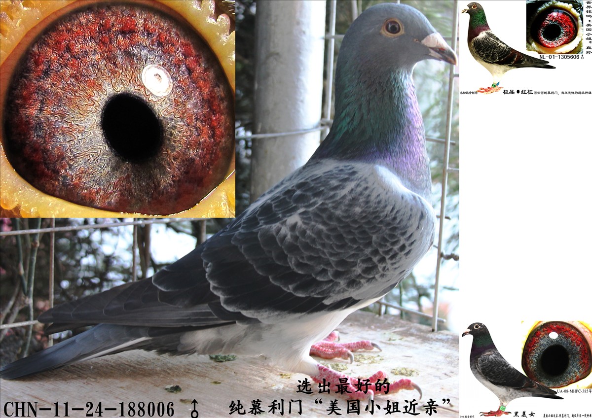 昆明经典慕利门家族_ ag188.com爱鸽商城_中国信鸽信息网