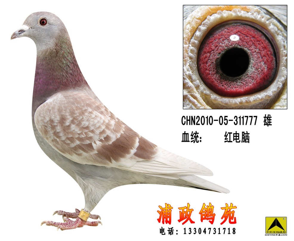 金环777【已售】