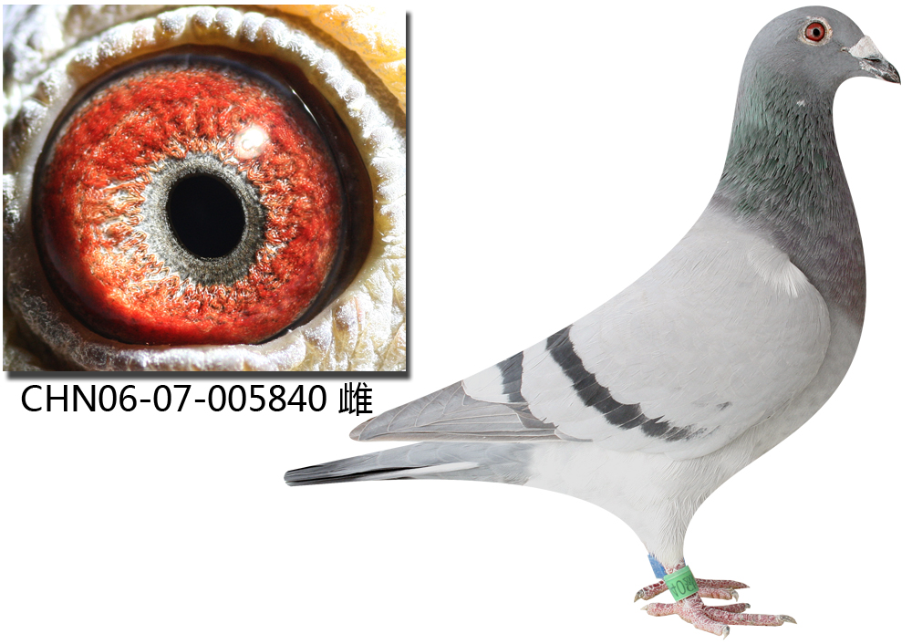 公棚鸽840