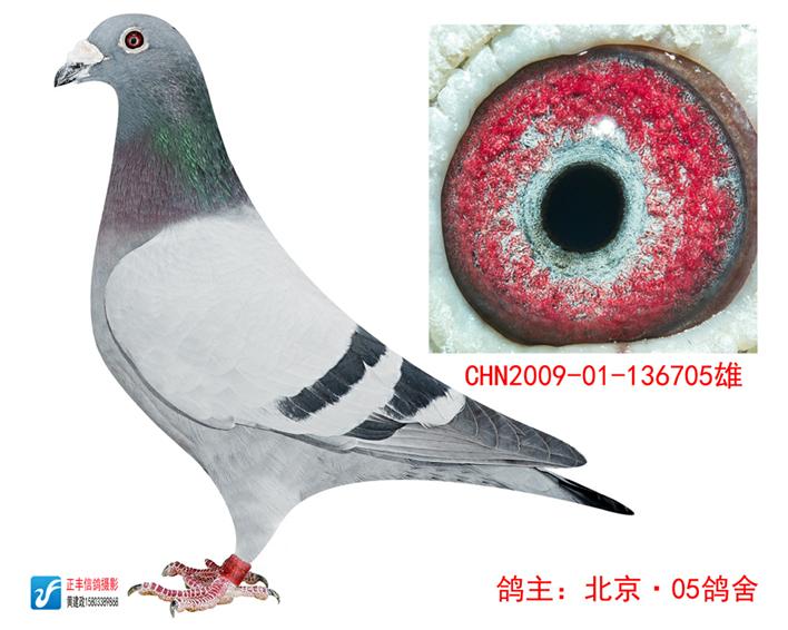 北京05鸽舍名鸽图片图片