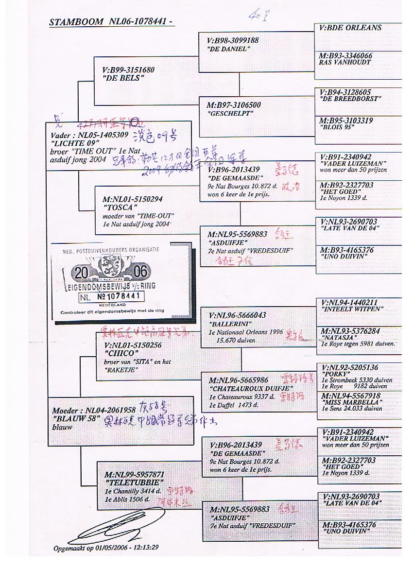 飞戈12万羽全国亚军,04年幼鸽全国鸽王兄弟直子