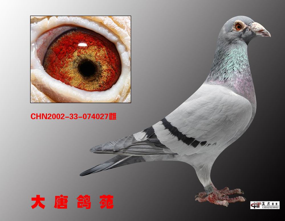 霍夫肯黑猪097_大唐鸽苑_ag188.com爱鸽商城_中国信鸽信息网