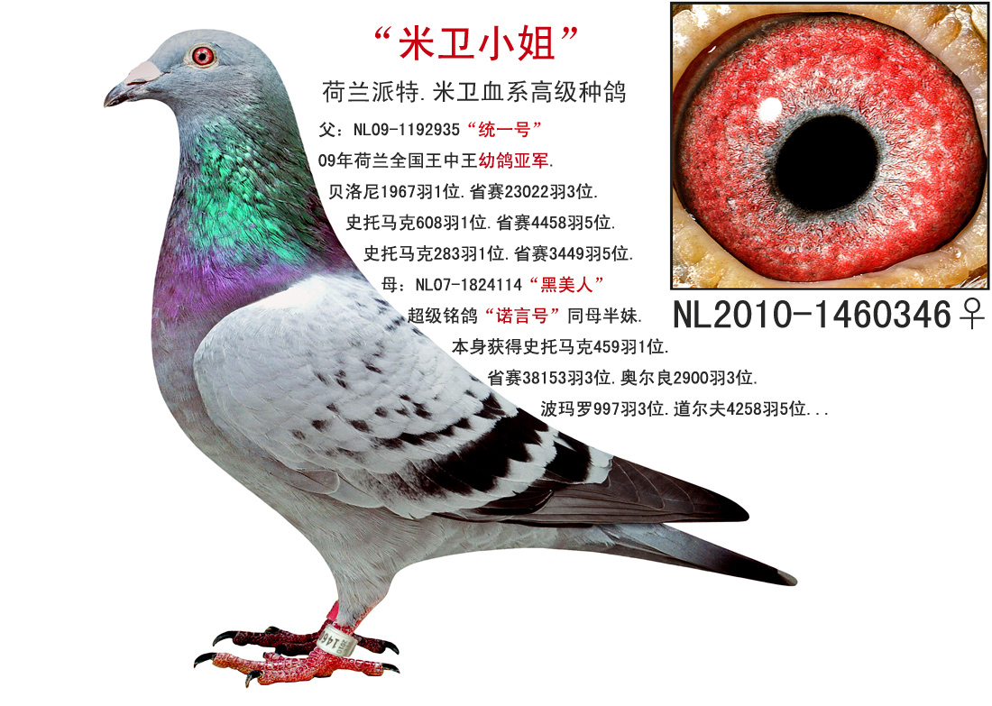"米卫小姐"_爱华鸽舍_ag188.com爱鸽商城_中国信鸽信息网