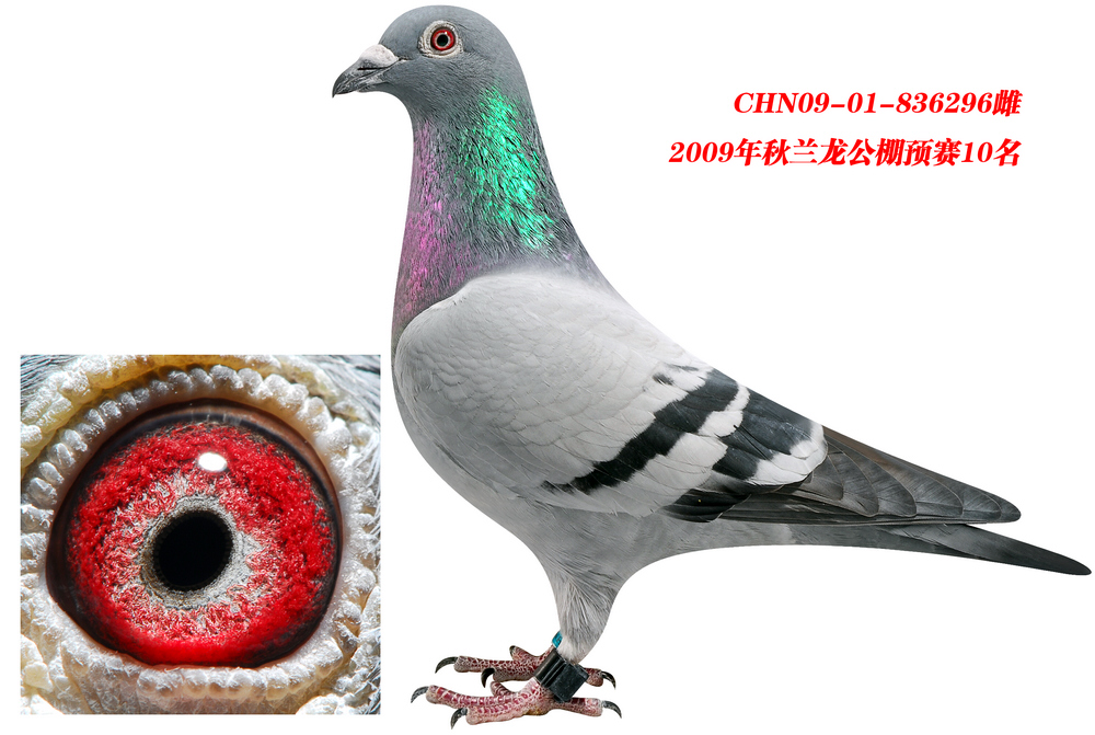 bob四关宾利鸽王一位母亲_北京杨世杰鸽舍_ag188.